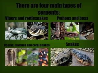 There are four main types of serpents: Cobras, mambas and coral snakes Snakes Pythons and boas Vipers and rattlesnakes 