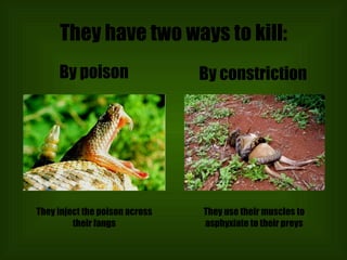 They have two ways to kill: By poison By constriction They inject the poison across their fangs They use their muscles to asphyxiate to their preys 
