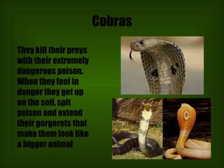 Cobras They kill their preys with their extremely dangerous poison. When they feel in danger they get up on the soil, spit  poison and extend their gorgerets that make them look like a bigger animal 