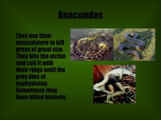 Anacondas They use their musculature to kill preys of great size. They bite the victim and coil it with their rings until the prey dies of asphyxiaton. Sometimes they have killed humans 