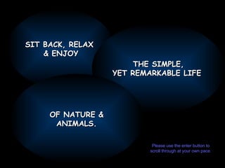 SIT BACK, RELAX  & ENJOY THE SIMPLE, YET REMARKABLE LIFE  OF NATURE & ANIMALS. Please use the enter button to scroll through at your own pace. 