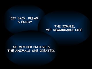 SIT BACK, RELAX
     & ENJOY
                        THE SIMPLE,
                   YET REMARKABLE LIFE




  OF MOTHER NATURE &
THE ANIMALS SHE CREATED.
 