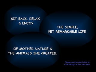 SIT BACK, RELAX  & ENJOY THE SIMPLE, YET REMARKABLE LIFE  OF MOTHER NATURE & THE ANIMALS SHE CREATED. Please use the enter button to scroll through at your own pace. 