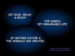 SIT BACK, RELAX  & ENJOY THE SIMPLE, YET REMARKABLE LIFE  OF MOTHER NATURE & THE ANIMALS SHE CREATED. Please use the enter button to scroll through at your own pace. 