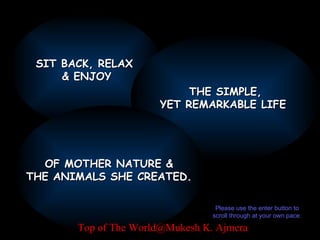 SIT BACK, RELAX  & ENJOY THE SIMPLE, YET REMARKABLE LIFE  OF MOTHER NATURE & THE ANIMALS SHE CREATED. Please use the enter button to scroll through at your own pace. Top of The World@Mukesh K. Ajmera 