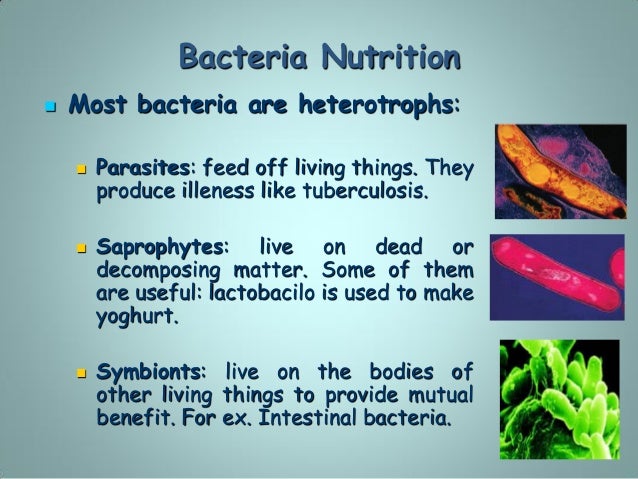 The simplest living things