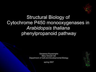 Structural Biology of  Cytochrome P450 monooxygenases in  Arabidopsis thaliana   phenylpropanoid pathway Sanjeewa Rupasinghe Mary Schuler lab Department of Cell and Developmental Biology spring 2007 