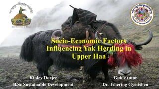 Socio-Economic Factors
Influencing Yak Herding in
Upper Haa
Kinley Dorjee
B.Sc Sustainable Development
Guide tutor
Dr. Tshering Gyeltshen
 