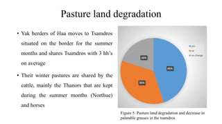 Pasture land degradation
? Yak herders of Haa moves to Tsamdros
situated on the border for the summer
months and shares Tsamdros with 3 hhs
on average
? Their winter pastures are shared by the
cattle, mainly the Thanors that are kept
during the summer months (Northue)
and horses
45%
35%
20%
yes
no
no change
Figure 5: Pasture land degradation and decrease in
palatable grasses in the tsamdros
 