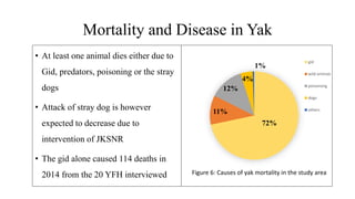 Mortality and Disease in Yak
72%
11%
12%
4%
1%
gid
wild animals
poisonong
dogs
others
? At least one animal dies either due to
Gid, predators, poisoning or the stray
dogs
? Attack of stray dog is however
expected to decrease due to
intervention of JKSNR
? The gid alone caused 114 deaths in
2014 from the 20 YFH interviewed Figure 6: Causes of yak mortality in the study area
 