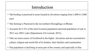 ? Yak herding is practiced in areas located at elevations ranging from 1,000 to 5,600
masl
? Yak farming is Practiced in the ten northern Dzongkhags in Bhutan
? Accounts for 5.2% of the total livestock population and total population of yak in
2013 was 38011 yaks (Department of Livestock, 2013).
? Yaks are main source of livelihood in the higher elevations and are associated to
culture, religion and social life of its herders, their families and communities
? Yak population is declining in most part of the country and especially in Haa
Introduction
 
