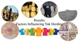 Results:
Factors Influencing Yak Herding
 