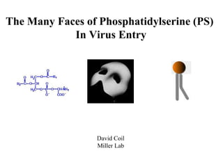 The Many Faces of Phosphatidylserine (PS)  In Virus Entry David Coil Miller Lab 