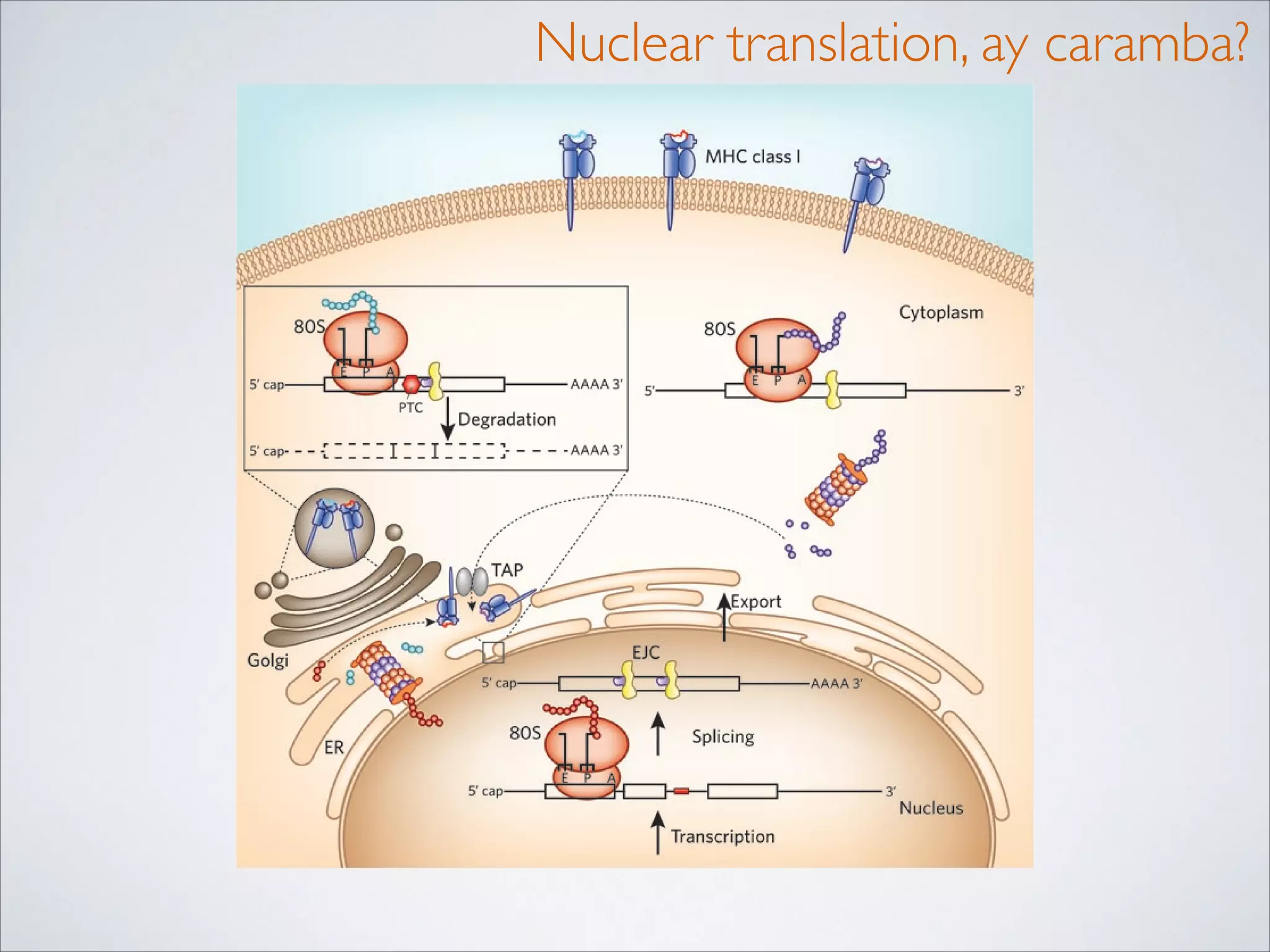 Nuclear translation, ay caramba?

 