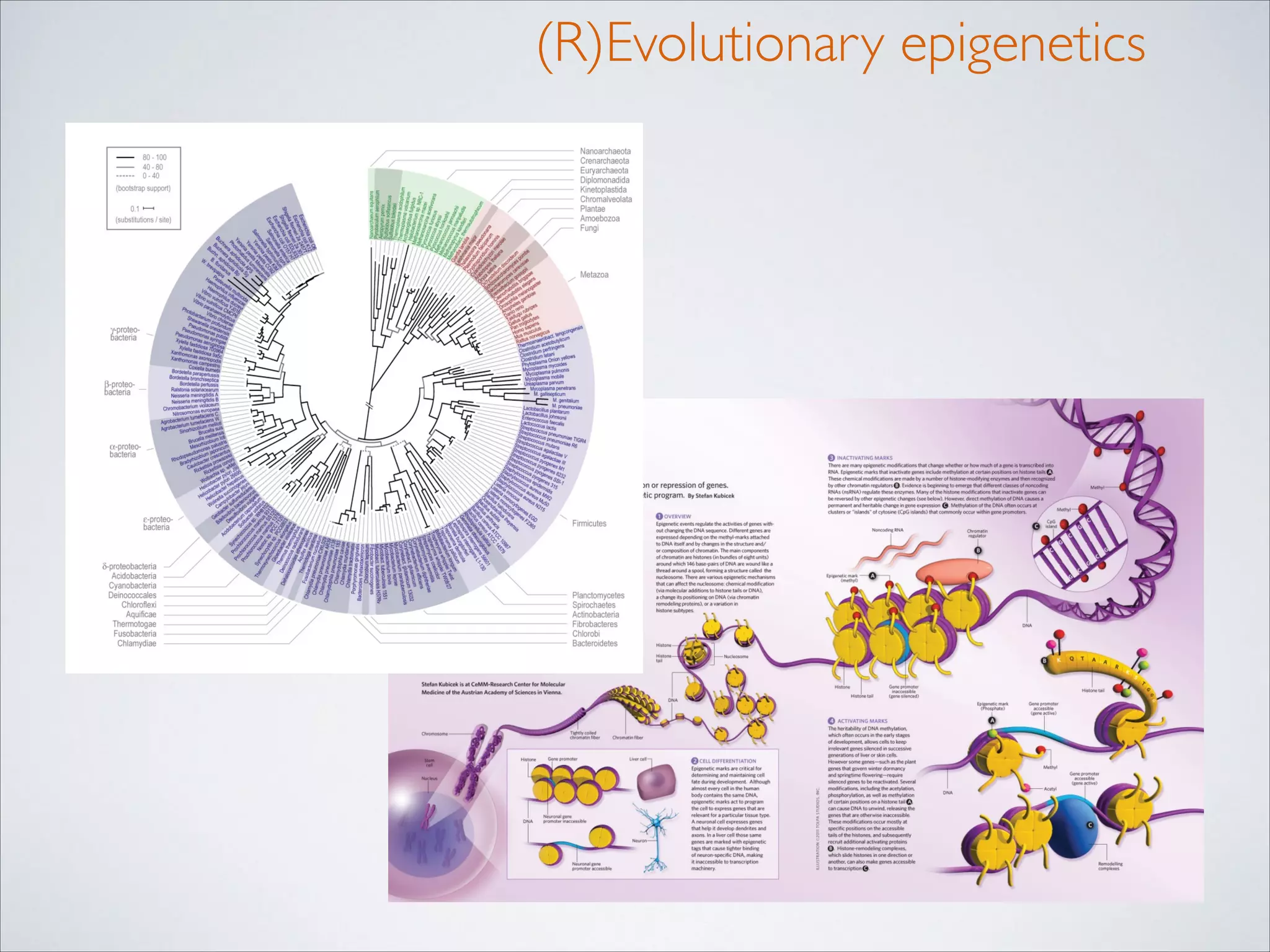 (R)Evolutionary epigenetics

 