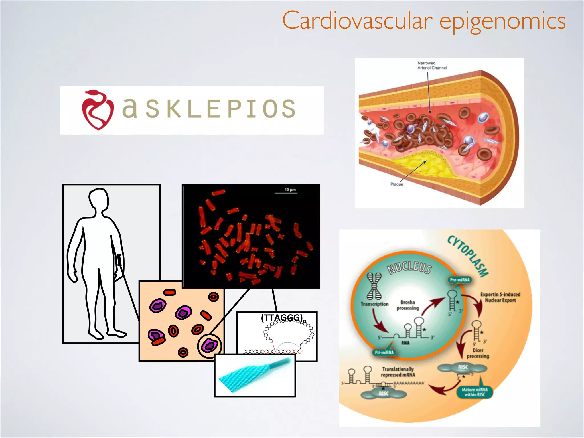 Cardiovascular epigenomics

(TTAGGG)n'

 