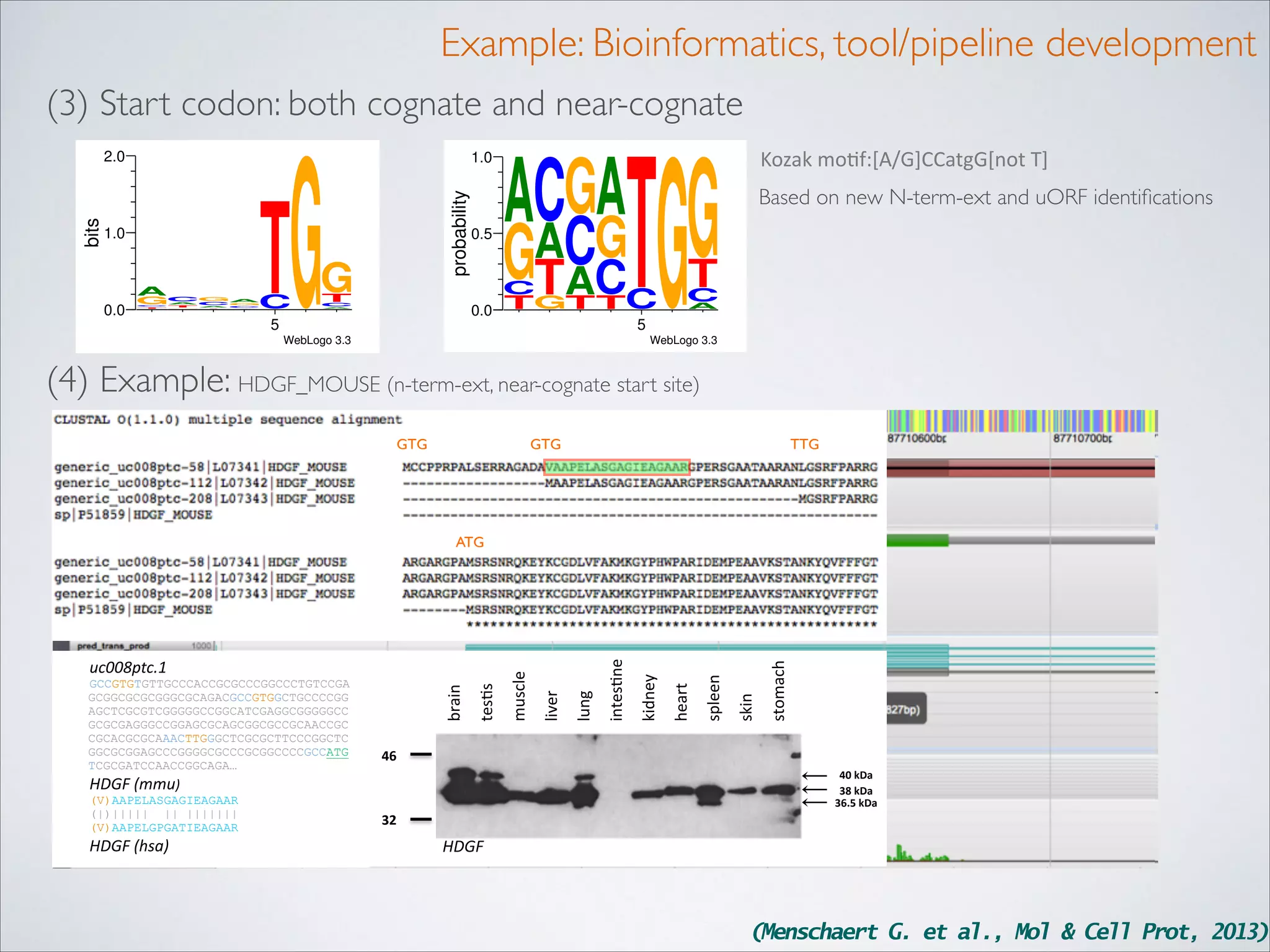 Example: Bioinformatics, tool/pipeline development
(3) Start codon: both cognate and near-cognate

1.0

ACG

0.0

G

TG

G

C

A
A
C
G

C
T

TA
C

G
T

1.0

probability

bits

2.0

T

0.5

G
TG

GA
ACCG
A

GTAC

C
0.0 TGT TC

T
C
A

5

Kozak	
  mo(f:[A/G]CCatgG[not	
  T]
Based on new N-term-ext and uORF identiﬁcations

T

C
A

5

WebLogo 3.3

WebLogo 3.3

(4) Example: HDGF_MOUSE (n-term-ext, near-cognate start site)
GTG

GTG

TTG

HDGF	
  (hsa)
	
  

stomach&

skin&

spleen&

heart&

kidney&

intes*ne&

lung&

46#
40#kDa#
38#kDa#
36.5#kDa#

HDGF	
  (mmu)	
  	
  

(V)AAPELASGAGIEAGAAR
(|)||||| || |||||||
(V)AAPELGPGATIEAGAAR

liver&

tes*s&

GCCGTGTGTTGCCCACCGCGCCCGGCCCTGTCCGA
GCGGCGCGCGGGCGCAGACGCCGTGGCTGCCCCGG
AGCTCGCGTCGGGGGCCGGCATCGAGGCGGGGGCC
GCGCGAGGGCCGGAGCGCAGCGGCGCCGCAACCGC
CGCACGCGCAAACTTGGGCTCGCGCTTCCCGGCTC
GGCGCGGAGCCCGGGGCGCCCGCGGCCCCGCCATG
TCGCGATCCAACCGGCAGA…

brain&

uc008ptc.1	
  

muscle&

ATG

32#

HDGF%

(Menschaert G. et al., Mol & Cell Prot, 2013)

 