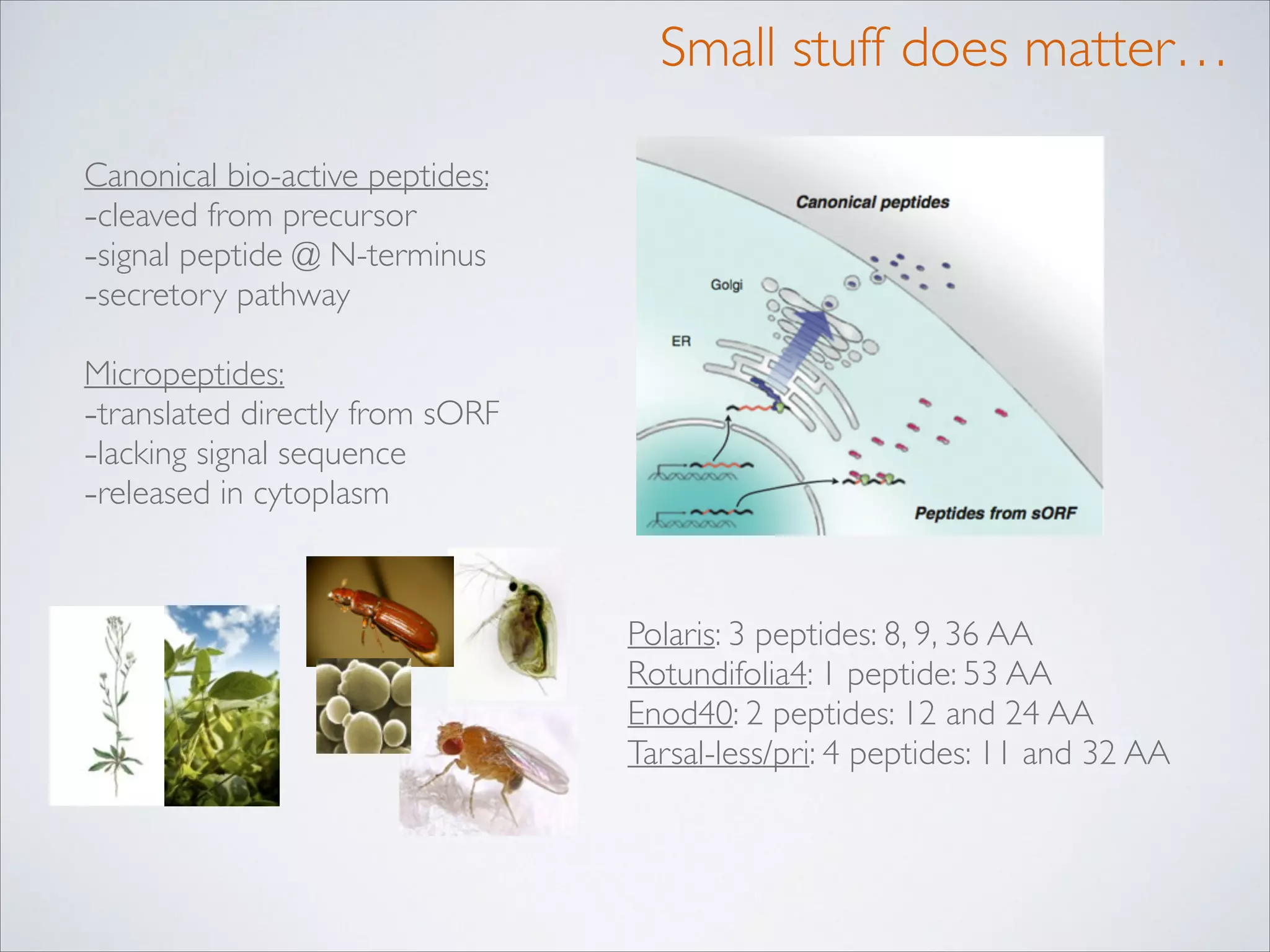 Small stuff does matter…
Canonical bio-active peptides: 	

-cleaved from precursor	

-signal peptide @ N-terminus	

-secretory pathway	

!

Micropeptides:	

-translated directly from sORF	

-lacking signal sequence	

-released in cytoplasm

Polaris: 3 peptides: 8, 9, 36 AA 	

Rotundifolia4: 1 peptide: 53 AA	

Enod40: 2 peptides: 12 and 24 AA	

Tarsal-less/pri: 4 peptides: 11 and 32 AA

 