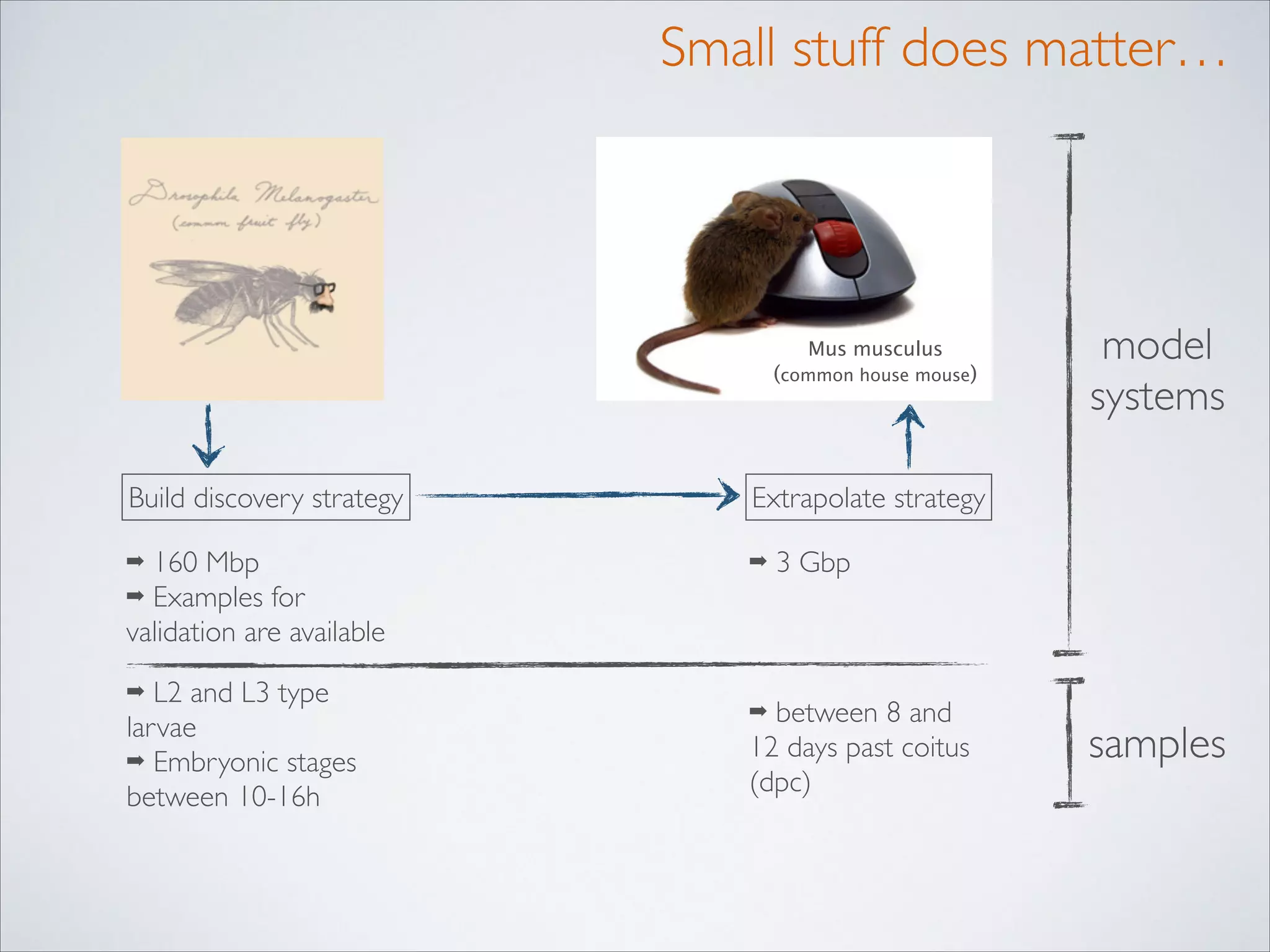 Small stuff does matter…

Mus musculus

(common house mouse)

Build discovery strategy

Extrapolate strategy

160 Mbp 	

➡ Examples for
validation are available

➡

model	

systems

➡

L2 and L3 type
larvae	

➡ Embryonic stages
between 10-16h
➡

3 Gbp

between 8 and
12 days past coitus
(dpc)
➡

samples

 