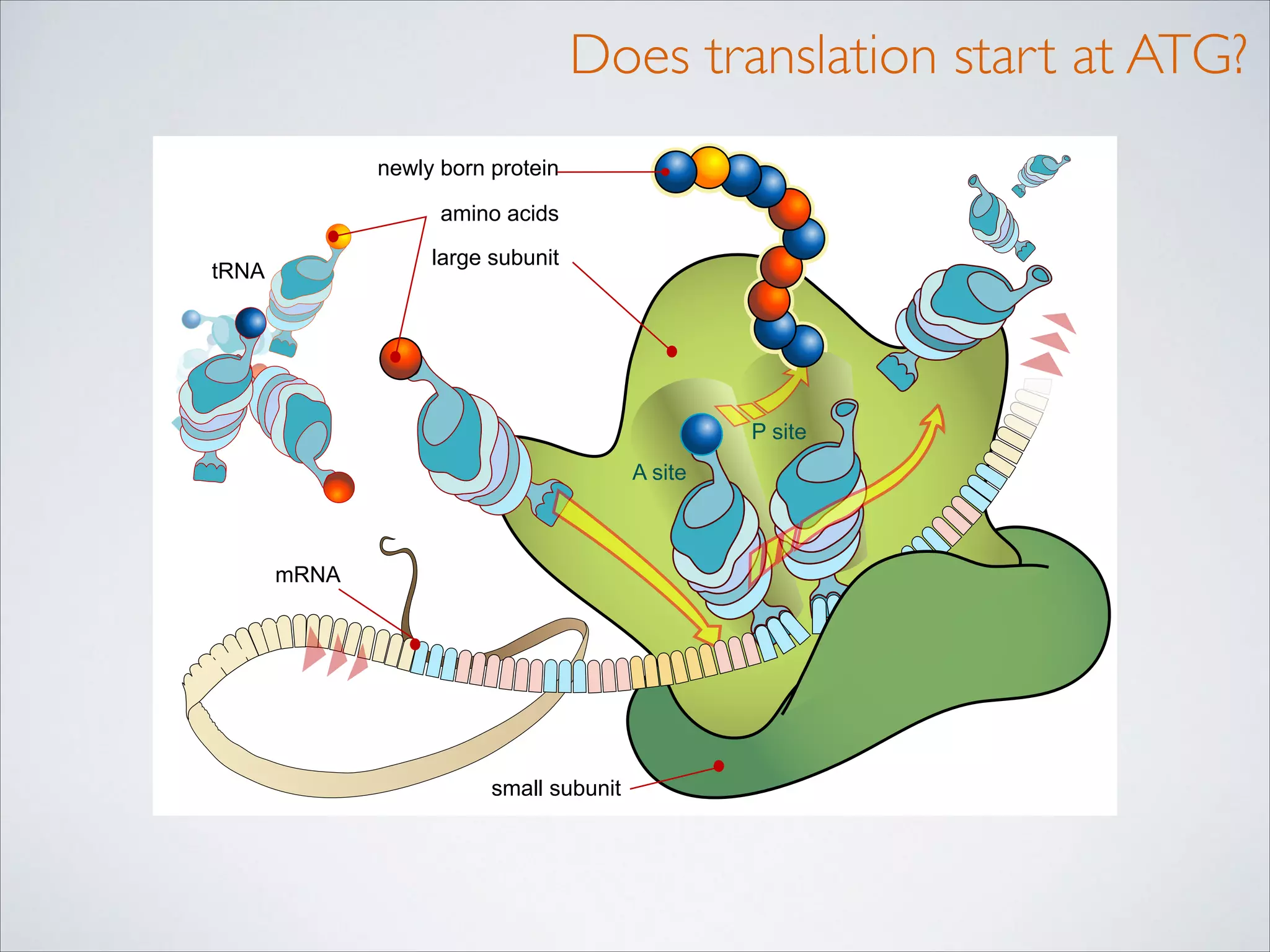 Does translation start at ATG?

 