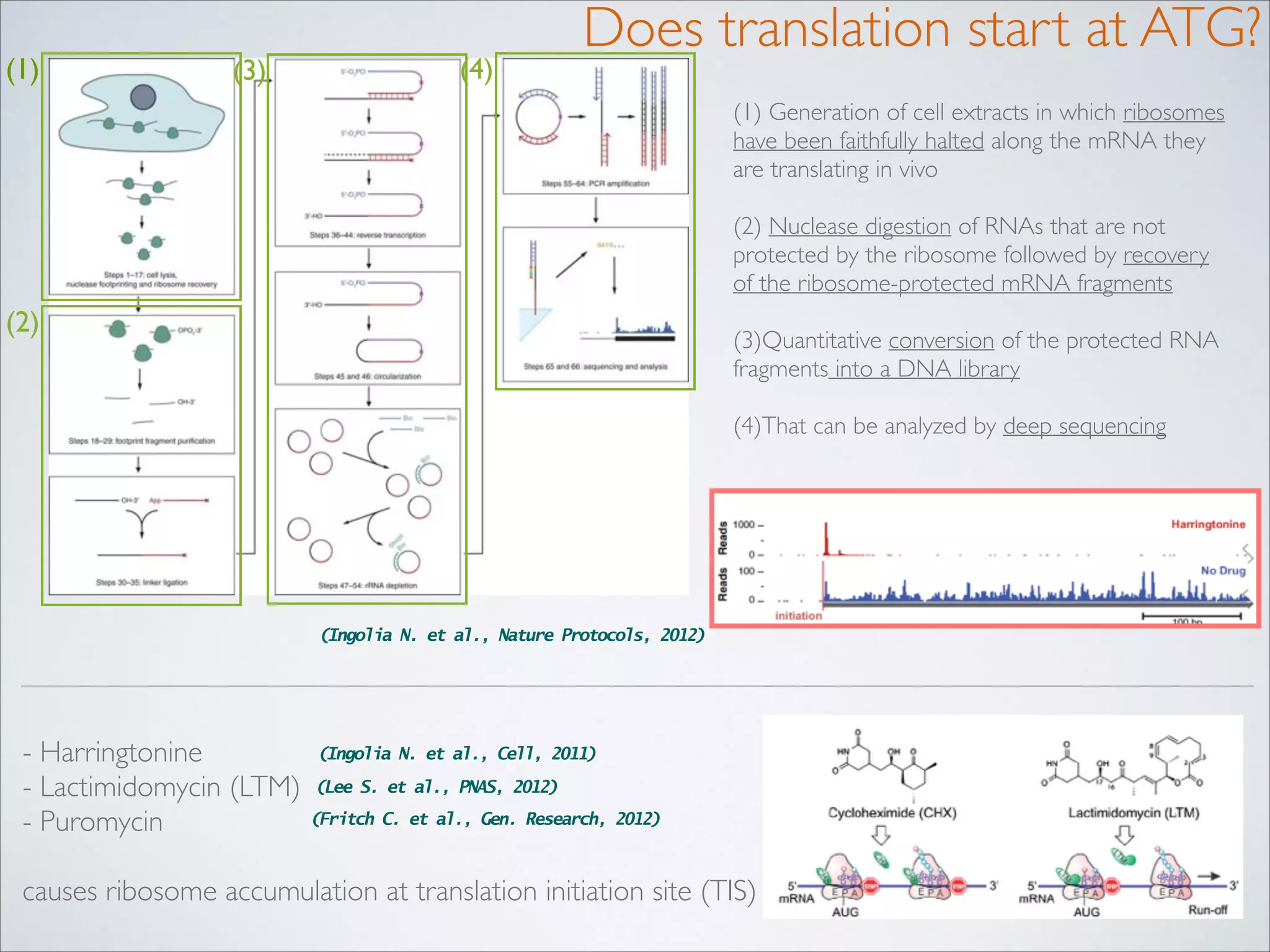 (1)

(3)

(4)

Does translation start at ATG?
(1) Generation of cell extracts in which ribosomes
have been faithfully halted along the mRNA they
are translating in vivo 
(2) Nuclease digestion of RNAs that are not
protected by the ribosome followed by recovery
of the ribosome-protected mRNA fragments 

(2)

(3)Quantitative conversion of the protected RNA
fragments into a DNA library 
(4)That can be analyzed by deep sequencing

(Ingolia N. et al., Nature Protocols, 2012)

(Ingolia N. et al., Cell, 2011)
- Harringtonine 	

- Lactimidomycin (LTM)	

 (Lee S. et al., PNAS, 2012)
(Fritch C. et al., Gen. Research, 2012)
- Puromycin	

!
causes ribosome accumulation at translation initiation site (TIS)

 