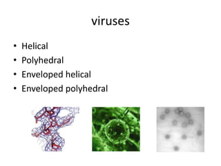 virusesHelicalPolyhedralEnveloped helicalEnveloped polyhedral