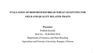 EVALUATION OF BIOFORTIFIED BREAD WHEAT GENOTYPES FOR
YIELD AND QUALITY RELATED TRAITS
Presenter
Prabesh Koirala
Roll No – PLB-06M-2019
Department of Genetics and Plant Breeding
Agriculture and Forestry University, Rampur, Chitwan
1
 