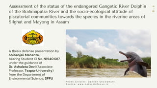 Assessment of the status of the endangered Gangetic River Dolphin
of the Brahmaputra River and the socio-ecological attitude of
piscatorial communities towards the species in the riverine areas of
Silghat and Mayong in Assam
A thesis defense presentation by
Shibanjali Mahanta,
bearing Student ID No. N19401017,
under the guidance of
Dr. Ashalata Devi (Associate
Professor, Tezpur University)
from the Department of
Environmental Science, SPPU
P h o t o C r e d i t s : G a n e s h C h o w d h u r y
S o u r c e : w w w . n a t u r e i n f o c u s . i n
01
/
28
 