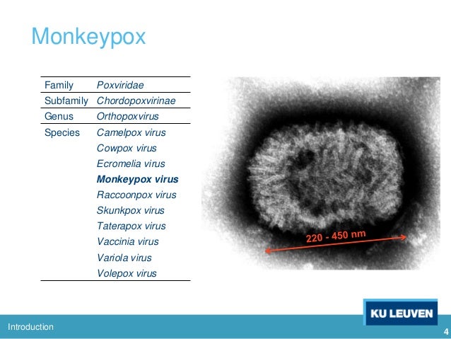 Monkey Pox / Monkeypox Poxvirus Cdc / Monkeypox virus was first found