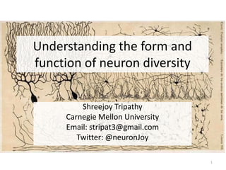 Understanding the form and
function of neuron diversity
Shreejoy Tripathy
Carnegie Mellon University
Email: stripat3@gmail.com
Twitter: @neuronJoy
1
 