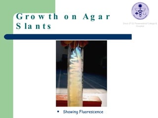Growth on Agar Slants Showing Fluorescence 