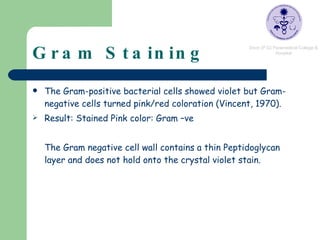 Gram Staining The Gram-positive bacterial cells showed violet but Gram-negative cells turned pink/red coloration (Vincent, 1970). Result: Stained Pink color: Gram –ve The Gram negative cell wall contains a thin Peptidoglycan layer and does not hold onto the crystal violet stain.  