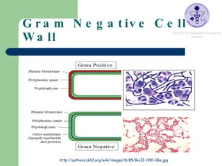 Gram Negative Cell Wall http://authors.ck12.org/wiki/images/8/85/BioII-1901-06a.jpg 