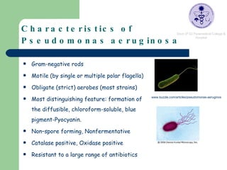 Characteristics of Pseudomonas aeruginosa   Gram-negative rods  Motile (by single or multiple polar flagella)  Obligate (strict) aerobes (most strains)  Most distinguishing feature: formation of the diffusible, chloroform-soluble, blue pigment-Pyocyanin.  Non–spore forming, Nonfermentative Catalase positive, Oxidase positive Resistant to a large range of antibiotics www.buzzle.com/articles/pseudomonas-aeruginos   