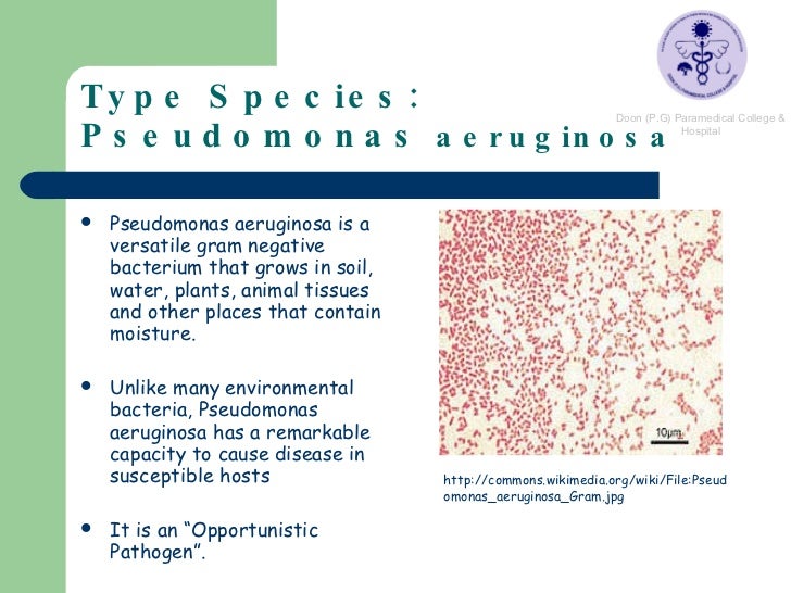 3 type species pseudomonas aeruginosa