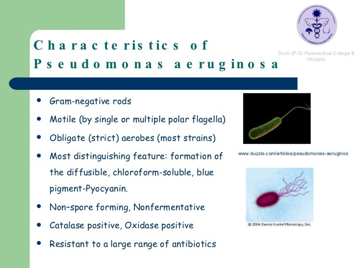 pseudomonas aeruginosa gram stain