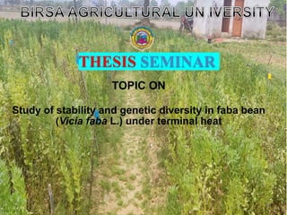 THESIS SEMINAR
TOPIC ON
Study of stability and genetic diversity in faba bean
(Vicia faba L.) under terminal heat
1
 