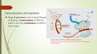 Comparative analysis of gene regulation in mouse rat and human | PPTX