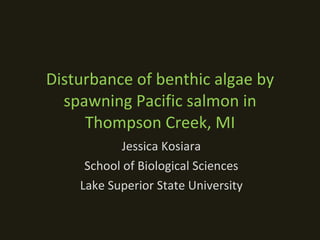 Disturbance of benthic algae by spawning Pacific salmon in Thompson Creek, MI Jessica Kosiara School of Biological Sciences Lake Superior State University 