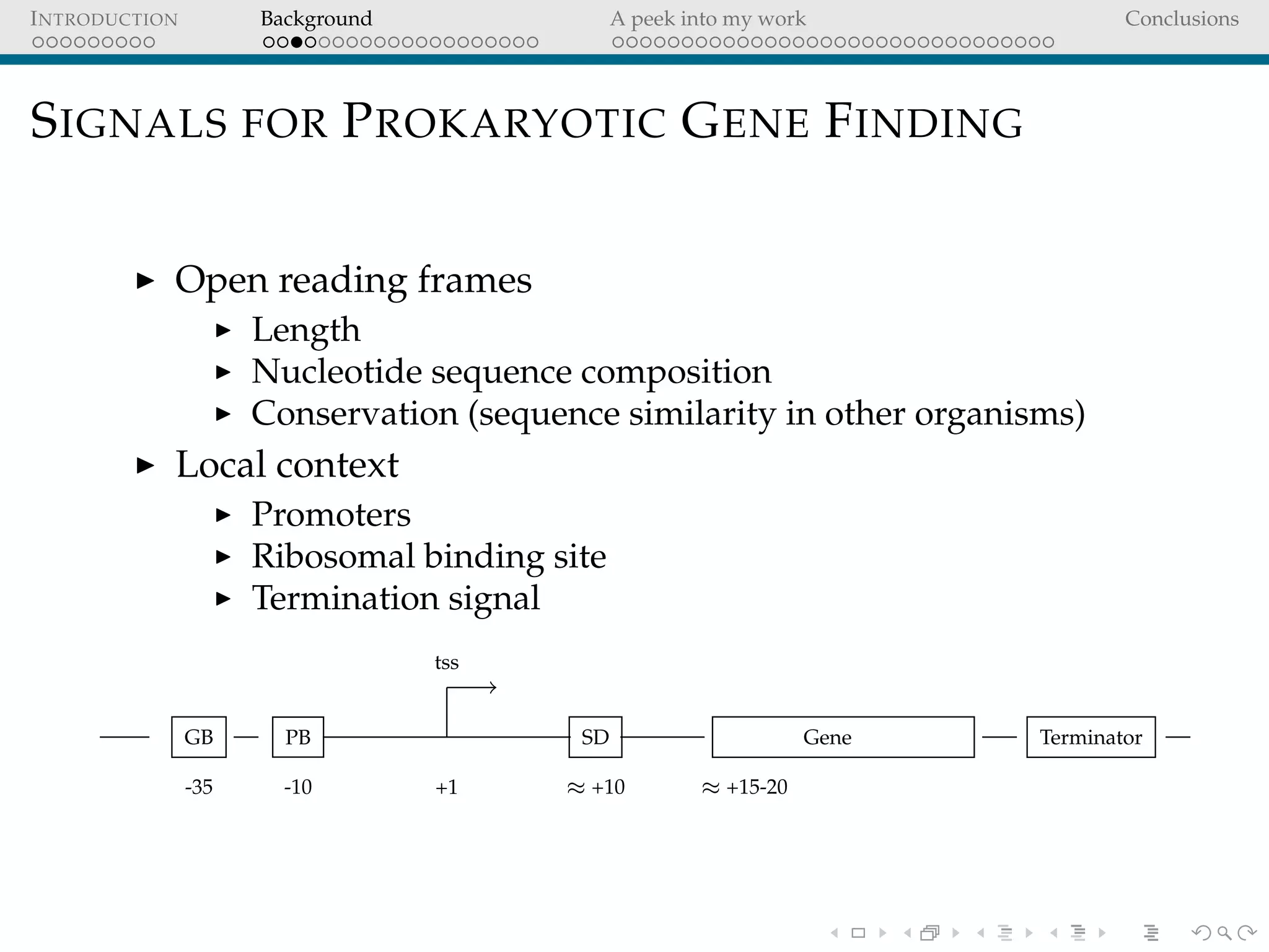 INTRODUCTION Background A peek into my work Conclusions
SIGNALS FOR PROKARYOTIC GENE FINDING
Open reading frames
Length
Nucleotide sequence composition
Conservation (sequence similarity in other organisms)
Local context
Promoters
Ribosomal binding site
Termination signal
GB
-35
PB
-10 +1
tss
SD
≈ +10
Gene
≈ +15-20
Terminator
 
