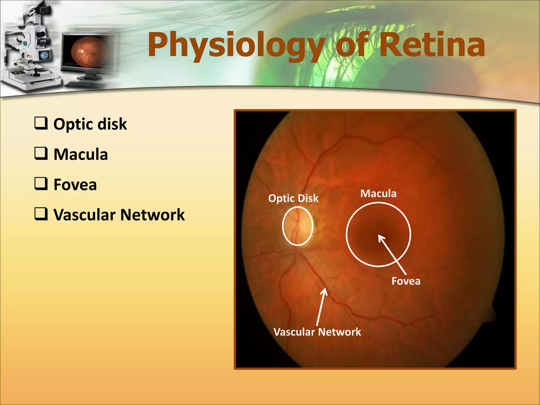Physiology of Retina 
 Optic disk 
 Macula 
 Fovea 
 Vascular Network 
Optic Disk Macula 
Fovea 
Vascular Network 
 