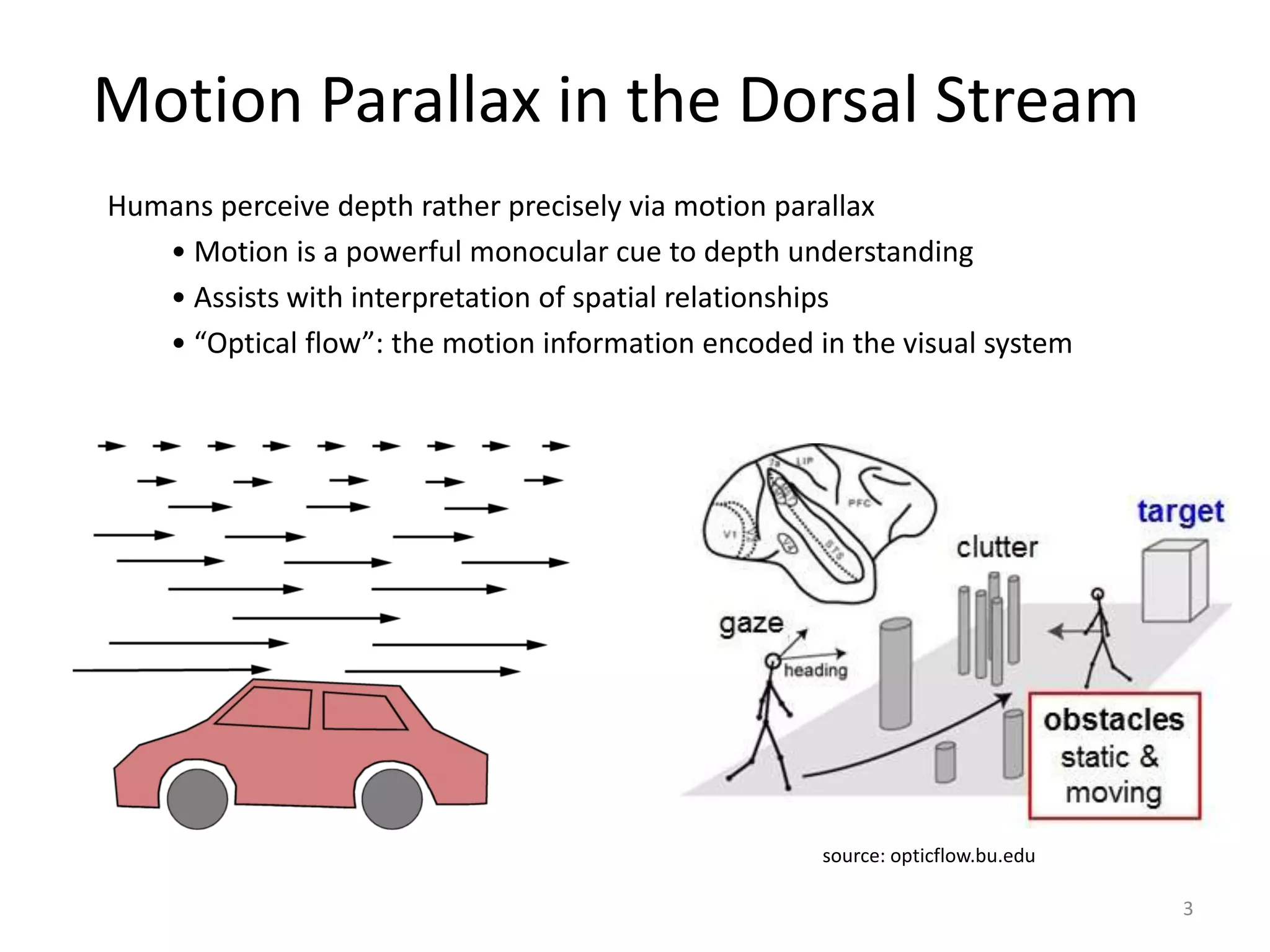 Motion Parallax in the Dorsal Stream
Humans perceive depth rather precisely via motion parallax
• Motion is a powerful monocular cue to depth understanding
• Assists with interpretation of spatial relationships
• “Optical flow”: the motion information encoded in the visual system
3
source: opticflow.bu.edu
 