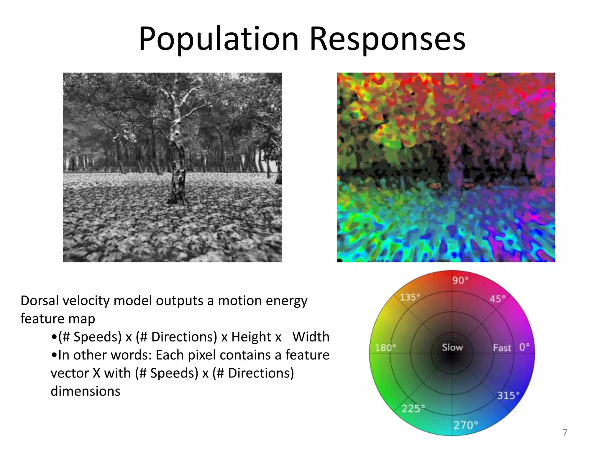 Population Responses
7
Dorsal velocity model outputs a motion energy
feature map
•(# Speeds) x (# Directions) x Height x Width
•In other words: Each pixel contains a feature
vector X with (# Speeds) x (# Directions)
dimensions
 