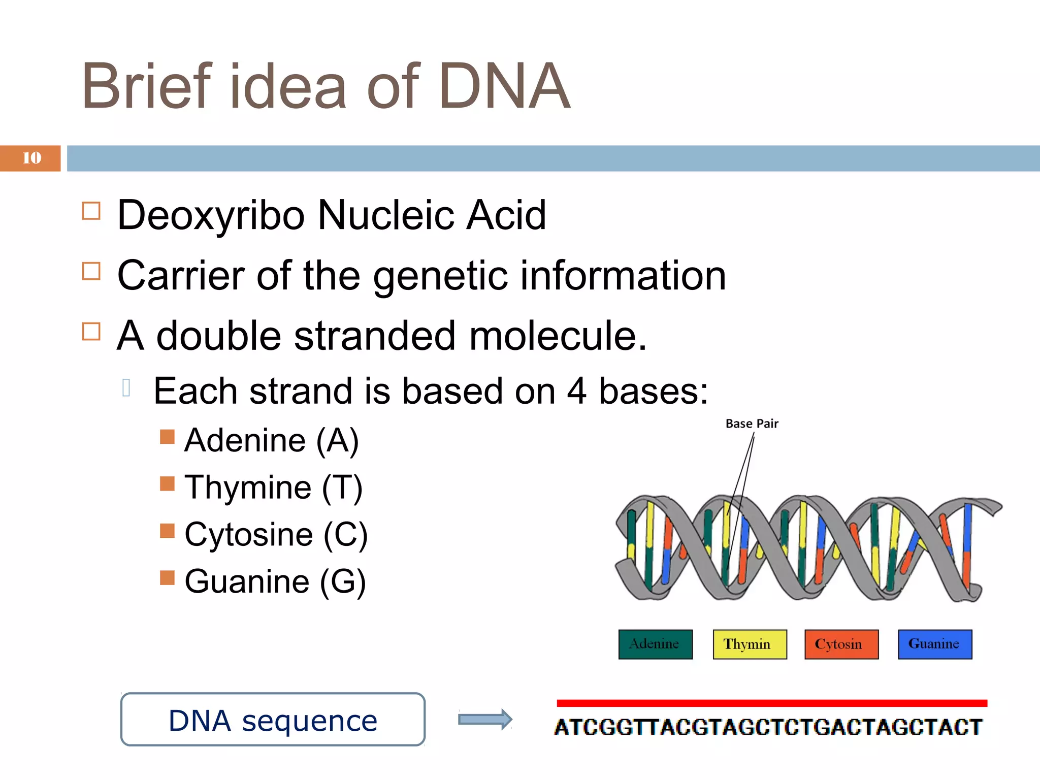 Brief idea of DNA
 Deoxyribo Nucleic Acid
 Carrier of the genetic information
 A double stranded molecule.
 Each strand is based on 4 bases:
 Adenine (A)
 Thymine (T)
 Cytosine (C)
 Guanine (G)
DNA sequence
10
 