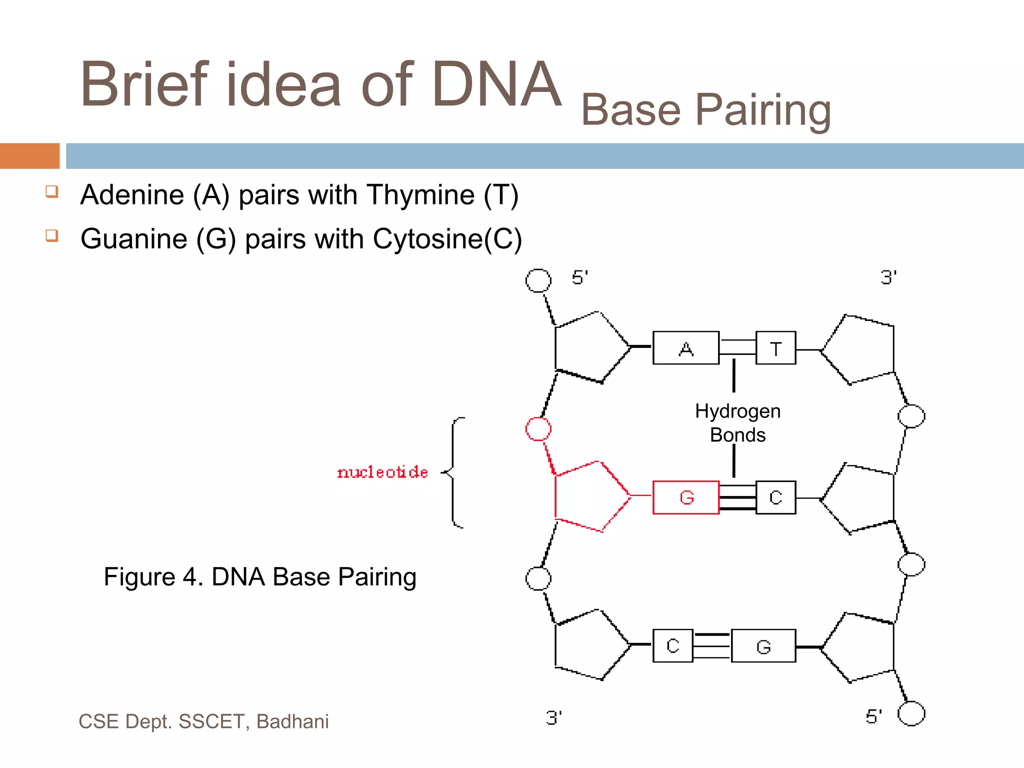 Brief idea of DNA Base Pairing
 Adenine (A) pairs with Thymine (T)
 Guanine (G) pairs with Cytosine(C)
Hydrogen
Bonds
CSE Dept. SSCET, Badhani
Figure 4. DNA Base Pairing
 