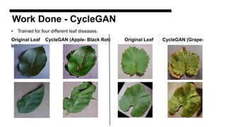 Work Done - CycleGAN
• Trained for four different leaf diseases.
Original Leaf CycleGAN (Apple- Black Rot) Original Leaf CycleGAN (Grape-
Isarioposis)
 