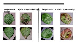 Original Leaf CycleGAN ( Potato-Blight) Original Leaf CycleGAN (Strawberry–
scorch)
 
