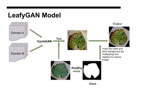 LeafyGAN Model
Domain A
Domain B​
CycleGAN
Pix2Pix
Test
Invert the mask and
fetch background (by
multiplying) and
replace it in above
image
Mask
Output
 
