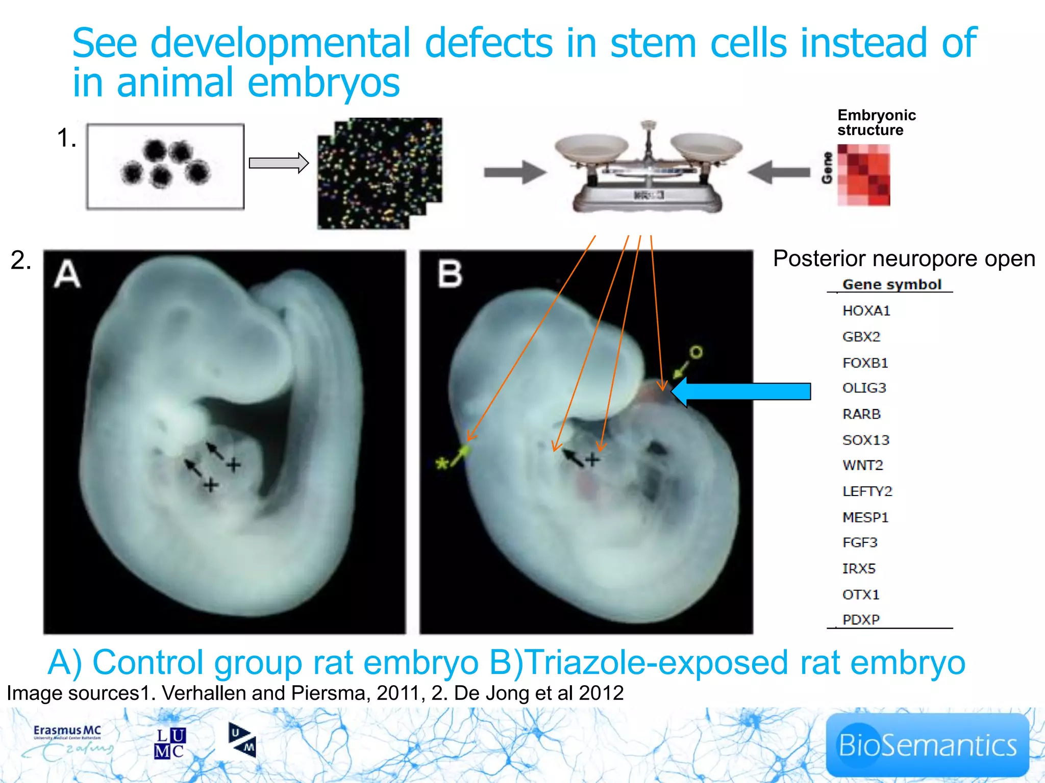 See developmental defects in stem cells instead of
       in animal embryos
                                                                          Embryonic
                                                                          structure
     1.



2.                                                                   Posterior neuropore open




     A) Control group rat embryo B)Triazole-exposed rat embryo
Image sources1. Verhallen and Piersma, 2011, 2. De Jong et al 2012
 