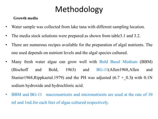 Methodology
Growth media
• Water sample was collected from lake tana with different sampling location.
• The media stock solutions were prepared as shown from table3.1 and 3.2.
• There are numerous recipes available for the preparation of algal nutrients. The
one used depends on nutrient levels and the algal species cultured.
• Many fresh water algae can grow well with Bold Basal Medium (BBM)
(Bischoff and Bold, 1963) and BG-11(Allen1968,Allen and
Stanier1968,Rippkaetal.1979) and the PH was adjusted (6.7 +_0.3) with 0.1N
sodium hydroxide and hydrochloric acid.
• BBM and BG-11 macronutrients and micronutrients are used at the rate of 10
ml and 1mLfor each liter of algae cultured respectively.
 